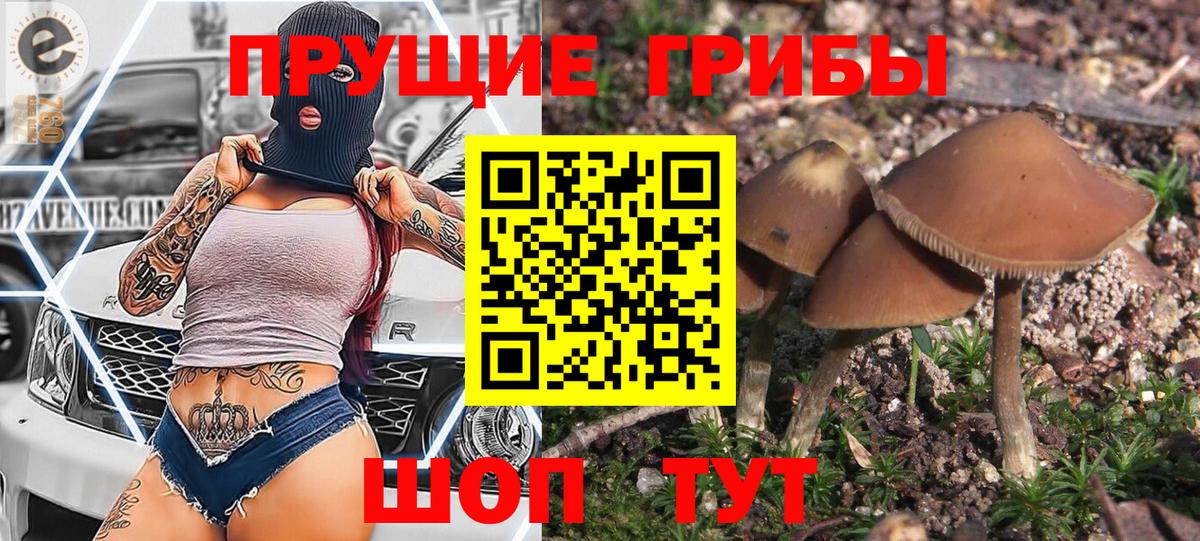 Псилоцибиновые грибы Psilocybine cubensis Екатеринбург